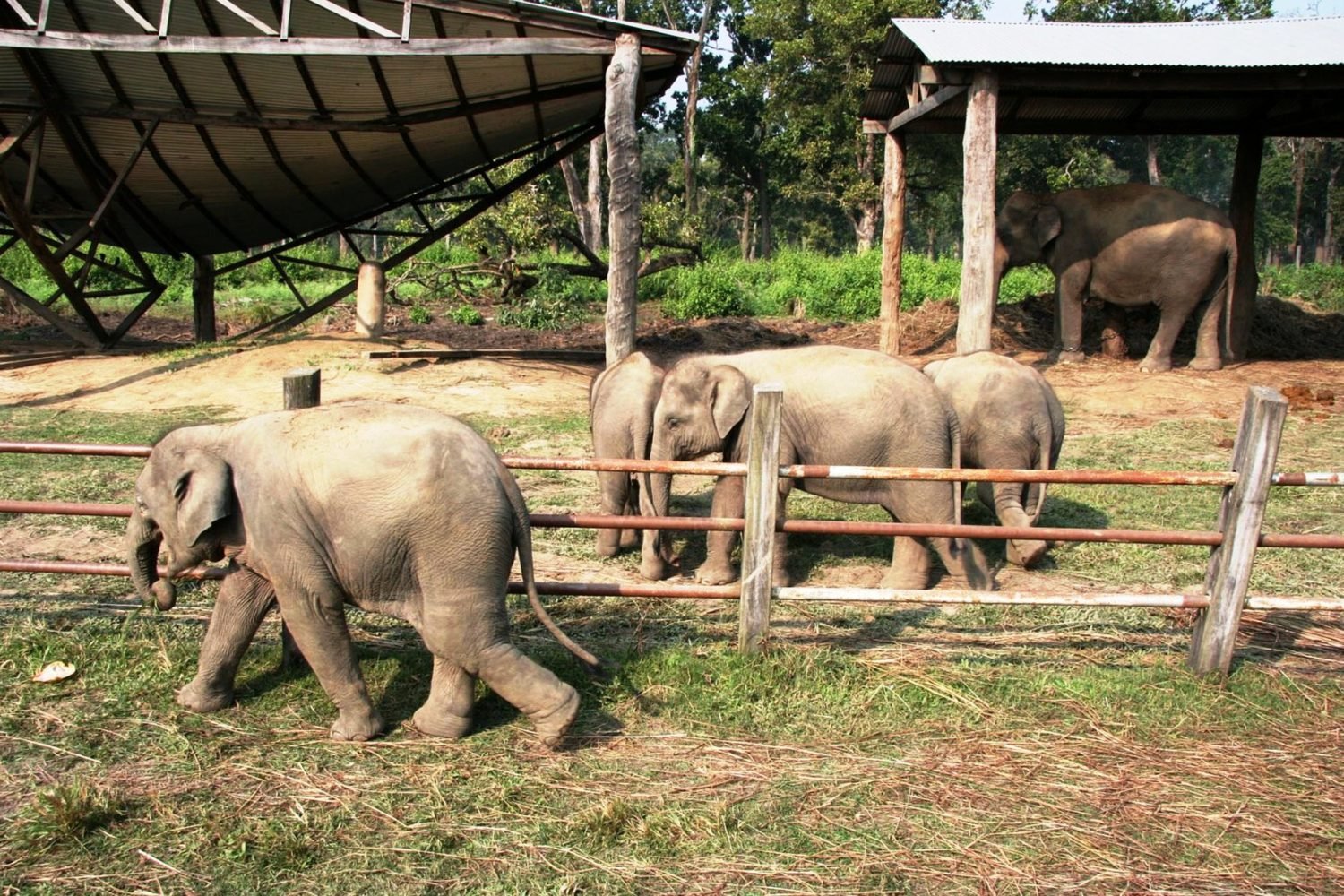 Elephant Breeding Center Chitwan