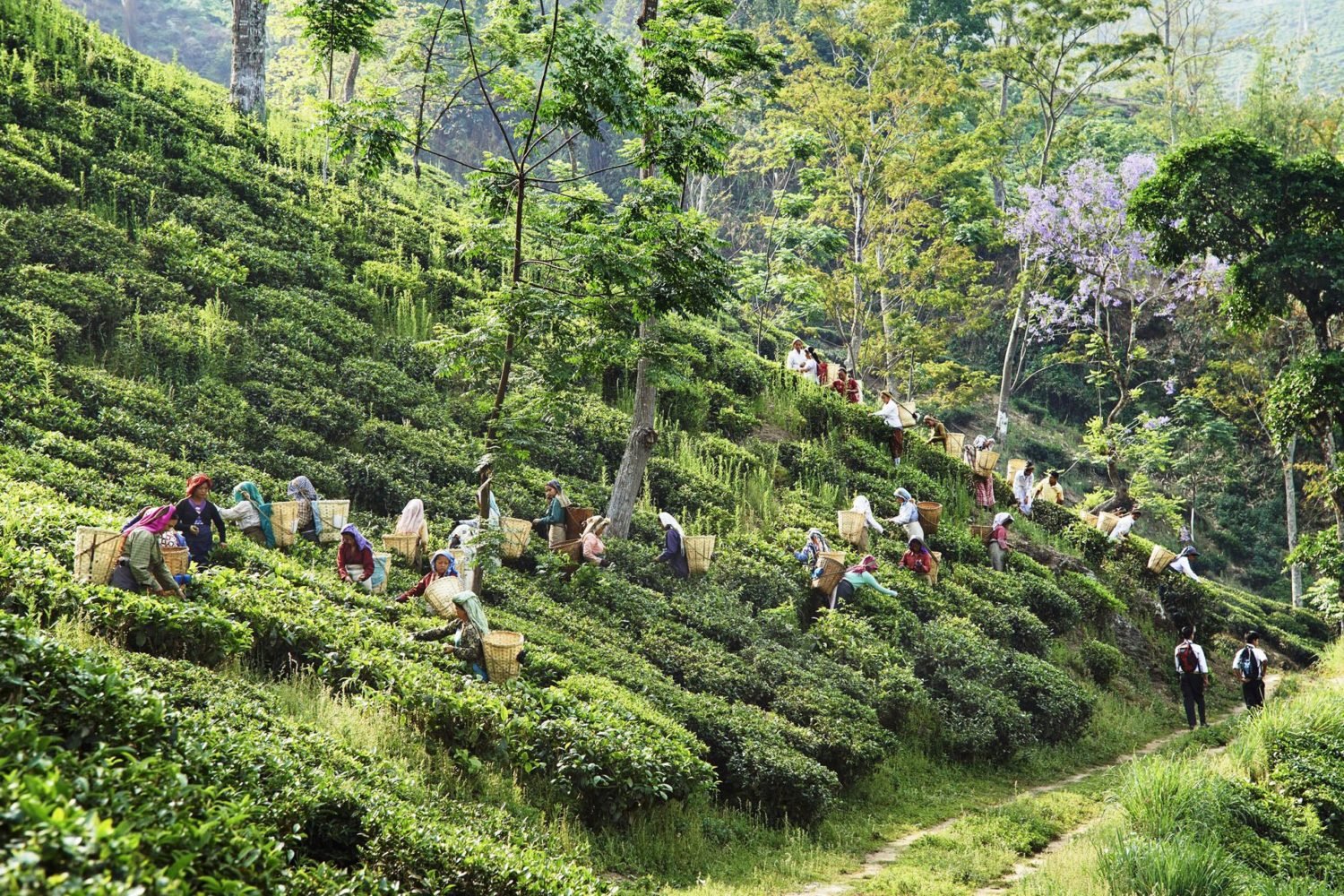 Happy Valley tea state, Darjeeling