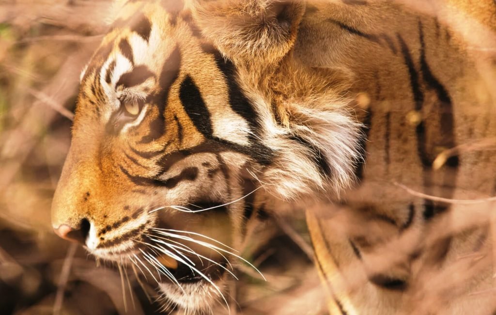 india-golden-triangle-tour-and-tiger-safari