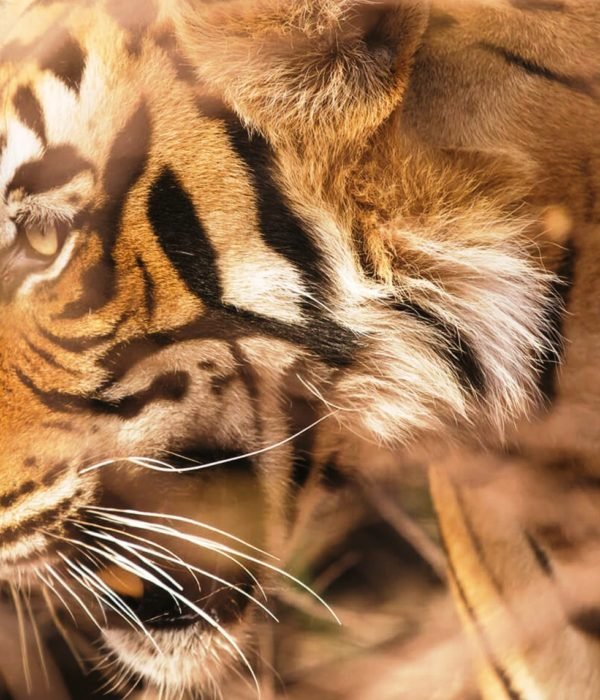 india-golden-triangle-tour-and-tiger-safari